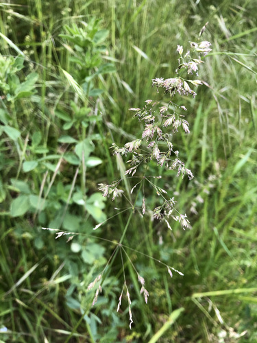 rough bluegrass (Poa trivialis)