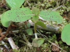 Mycosphaerella impatientis