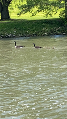Branta canadensis