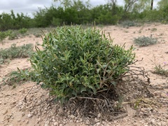 Stillingia treculiana