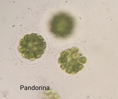 Pandorina