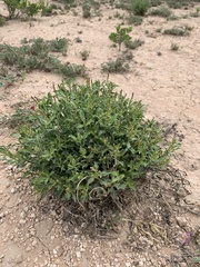 Stillingia treculiana
