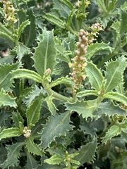 Stillingia treculiana
