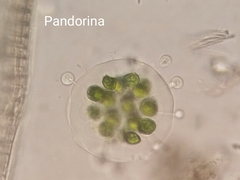 Pandorina