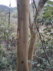 Elaeocarpus sylvestris