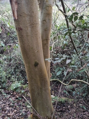 Elaeocarpus sylvestris