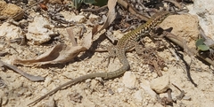 Podarcis filfolensis maltensis