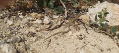 Podarcis filfolensis maltensis