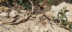 Podarcis filfolensis maltensis
