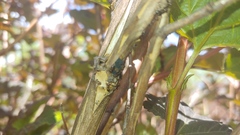 Aphis neilliae
