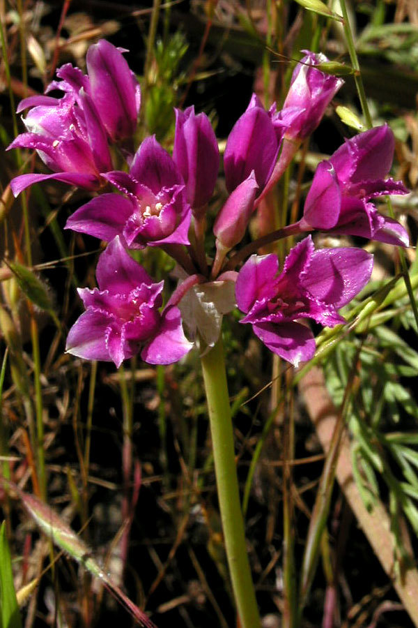 Allium crispum