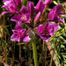 Allium crispum - Photo (c) Wayfinder_73, algunos derechos reservados (CC BY-NC-ND)
