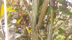 Aphis neilliae