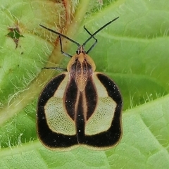 Eurypharsa nobilis
