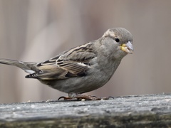 Passer domesticus