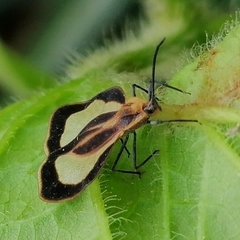 Eurypharsa nobilis