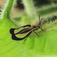Eurypharsa nobilis