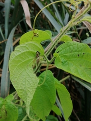 Eurypharsa nobilis