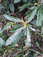Elaeocarpus sylvestris