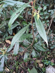 Elaeocarpus sylvestris