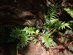Asplenium scleroprium