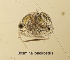 Bosmina longirostris