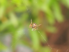 Araneus angulatus