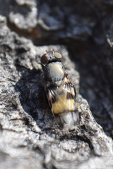 Ulidiidae