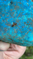 Aeolus mellillus