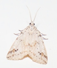 Diota rostrata