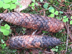 Piceomphale bulgarioides