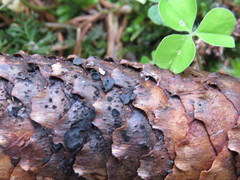 Piceomphale bulgarioides