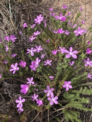 Linanthus californicus