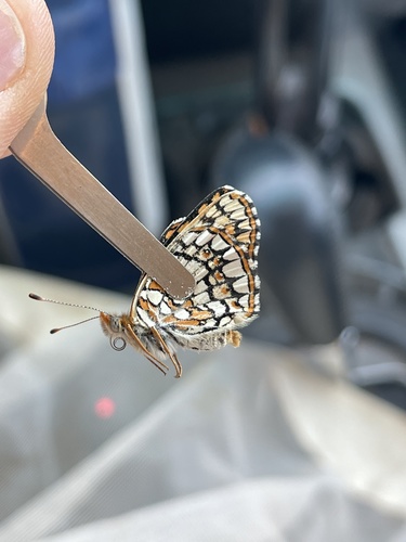 Sagebrush Checkerspot photo 6