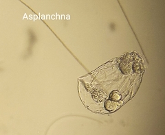 Asplanchna