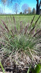 Festuca trachyphylla