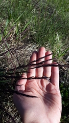 Festuca trachyphylla