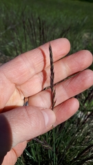 Festuca trachyphylla