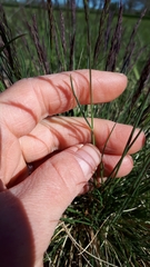 Festuca trachyphylla