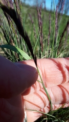 Festuca trachyphylla