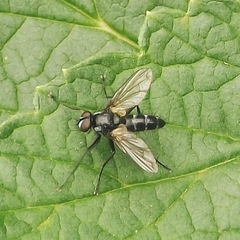 Gastrolepta anthracina