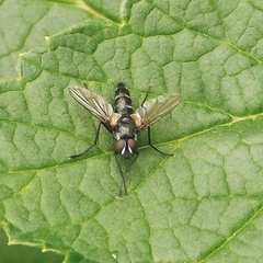 Gastrolepta anthracina