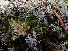 Hymenophyllum minimum