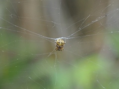 Araneus angulatus