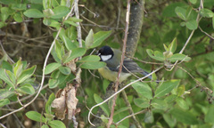 Parus major