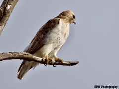 Buteo jamaicensis