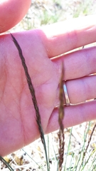 Festuca trachyphylla
