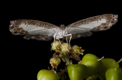 Nymphidium lisimon attenuatum