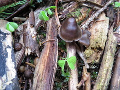Mycena plumipes