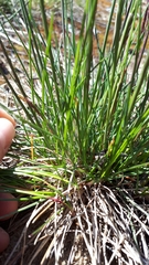 Festuca trachyphylla